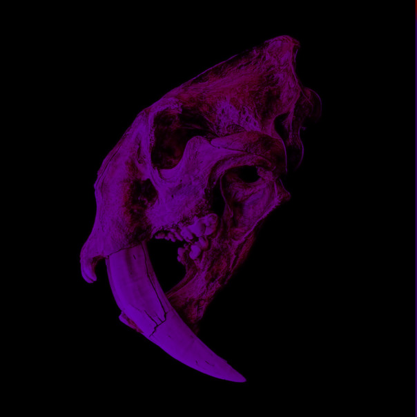 Саня Лэйм